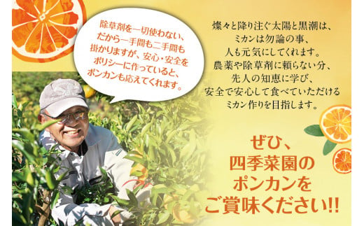 【訳あり】くしもとポンカン 約4.5kg～5kg 2L～3L混合 ご家庭用 【12月下旬～1月下旬発送予定】（お届け日指定不可） 訳あり みかん 柑橘 ぽんかん フルーツ ミカン オレンジ 限定 和歌山【sse104】