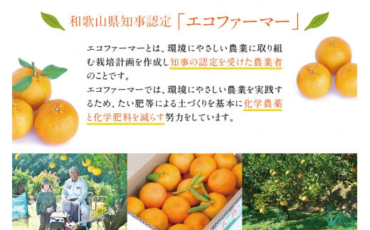 【訳あり】くしもとポンカン 約4.5kg～5kg 2L～3L混合 ご家庭用 【12月下旬～1月下旬発送予定】（お届け日指定不可） 訳あり みかん 柑橘 ぽんかん フルーツ ミカン オレンジ 限定 和歌山【sse104】