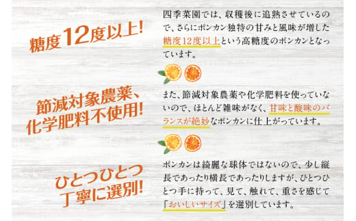 【訳あり】くしもとポンカン 約4.5kg～5kg 2L～3L混合 ご家庭用 【12月下旬～1月下旬発送予定】（お届け日指定不可） 訳あり みかん 柑橘 ぽんかん フルーツ ミカン オレンジ 限定 和歌山【sse104】