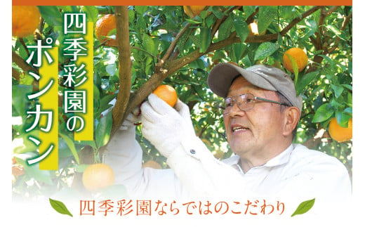 【訳あり】くしもとポンカン 約4.5kg～5kg 2L～3L混合 ご家庭用 【12月下旬～1月下旬発送予定】（お届け日指定不可） 訳あり みかん 柑橘 ぽんかん フルーツ ミカン オレンジ 限定 和歌山【sse104】