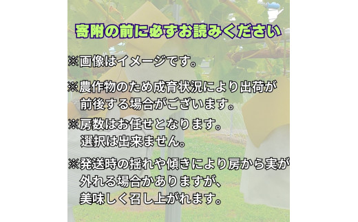 【数量限定・訳あり】ナガノパープル2kg＜8月下旬より順次発送＞