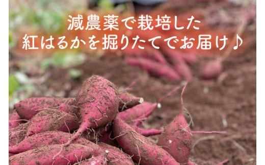 ポテト小屋の生さつまいも 【紅はるか】 5kg 【鹿嶋市 減農薬 サツマイモ 生芋 べにはるか 送料無料 5キロ 10000円以下】 (KBR-3)