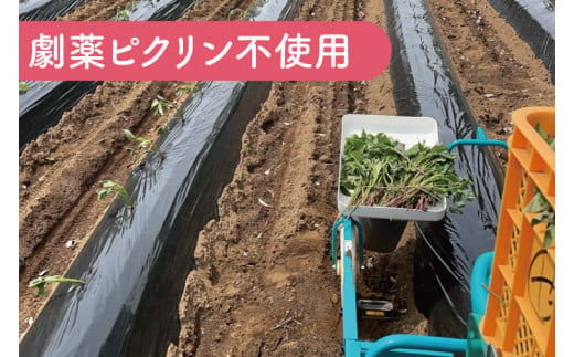 ポテト小屋の生さつまいも 【紅はるか】 5kg 【鹿嶋市 減農薬 サツマイモ 生芋 べにはるか 送料無料 5キロ 10000円以下】 (KBR-3)