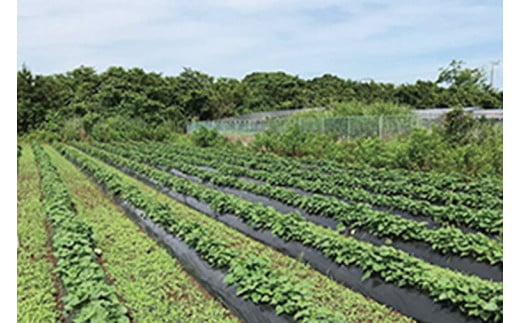 ポテト小屋の生さつまいも 【紅はるか】 5kg 【鹿嶋市 減農薬 サツマイモ 生芋 べにはるか 送料無料 5キロ 10000円以下】 (KBR-3)