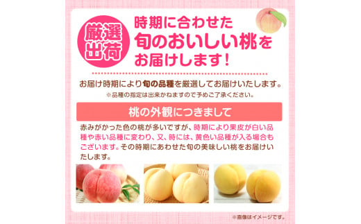 桃 2025年先行予約【産直・人気の特産品】和歌山の桃 3玉 厳選館《2025年6月中旬-8月中旬より出荷》和歌山県 日高川町 果物 フルーツ 桃 もも 送料無料【配送不可地域あり】