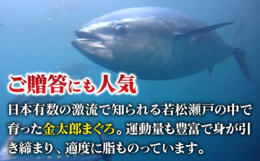 金太郎マグロ 冷凍 ブロック 1kg程度 / まぐろ 鮪 刺身 海鮮 魚