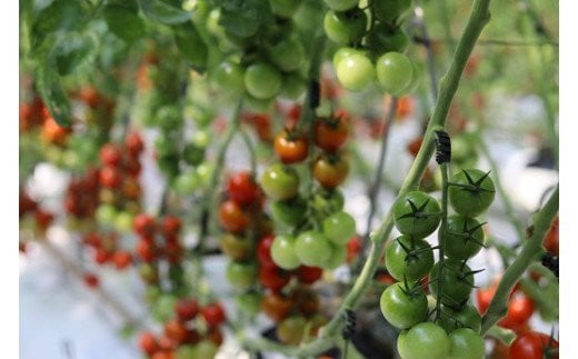 北海道上ノ国町産 寅福菜園の「ミニトマト」　4㎏