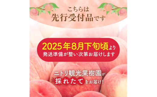 【先行受付：2025年8月下旬以降発送】フルーツ王国余市産「桃」 3kg【ニトリ観光果樹園】