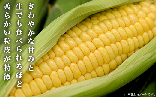 325 とうもろこし ゴールドラッシュ or 味来 約5kg 13本 朝採れ 黄 茨城 先行予約 2025年7月頃～発送予定