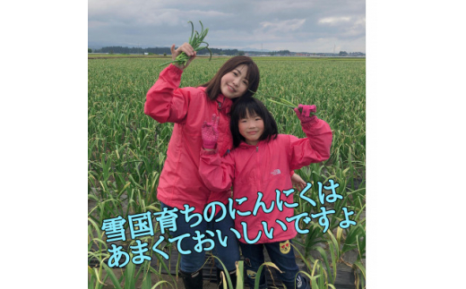 ＜月1,000箱売れてる＞テレビ朝日1泊家族で紹介「にんにくの王様　白玉王」生にんにく(18玉)【1529084】