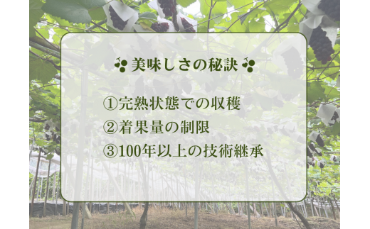 《令和7年度先行予約 6月中旬より7月下旬頃お届け》稲清農園の「こだわり」がぎゅっと詰まった完熟デラウェア1kg ぶどう 果物 人気 フルーツ 甘い 贈答 子供 おすすめ 産地直送 