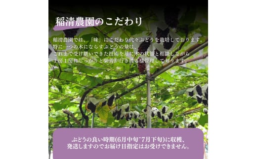 《令和7年度先行予約 6月中旬より7月下旬頃お届け》稲清農園の「こだわり」がぎゅっと詰まった完熟デラウェア1kg ぶどう 果物 人気 フルーツ 甘い 贈答 子供 おすすめ 産地直送 