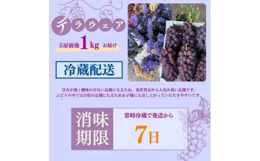 《令和7年度先行予約 6月中旬より7月下旬頃お届け》稲清農園の「こだわり」がぎゅっと詰まった完熟デラウェア1kg ぶどう 果物 人気 フルーツ 甘い 贈答 子供 おすすめ 産地直送 