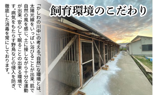 【かしわの川中】超新鮮＆美味！すき焼フルセット 近江しゃも 約800g（2～3人前）[G004] / 国産 滋賀県 鶏肉 肉 炭火焼 とり モモ 焼き鳥 すき焼き 鍋 軍鶏 しゃも とりすき焼き
