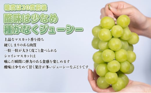 ぶどう 2025年 先行予約 ご家庭用 シャイン マスカット 2房 1房600g～700g 8月下旬～9月中旬発送分 ブドウ 葡萄 フルーツ 果物 岡山 赤磐市産 農マル園芸 あかいわ農園