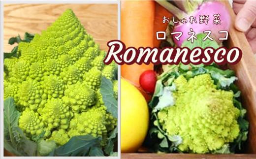 【定期便6回】シェフ御用達！大阪泉州野菜BOX