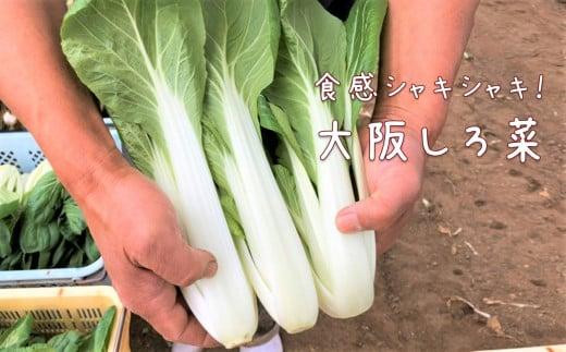 【定期便6回】シェフ御用達！大阪泉州野菜BOX