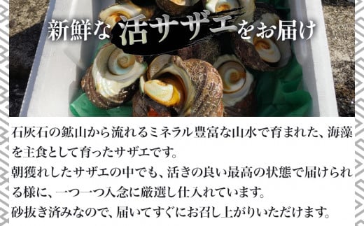 獲れたて 活サザエ 2㎏（12個～20個）さざえ 生 栄螺 壺焼きサザエ つぼ焼き 海産物 海鮮 バーベキュー BBQ 大分県産 九州産 津久見市 国産