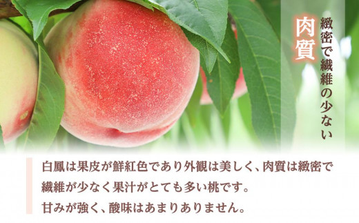 和歌山県産 白鳳11～16玉入り≪ご家庭用≫【2023年6月下旬以降発送】【数量限定】