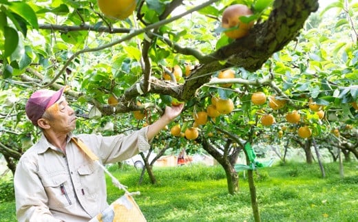 【先行予約】梨の山茂梨園 新高梨 7玉から9玉 (約5kg) 2025年9月下旬から10月上旬 出荷予定