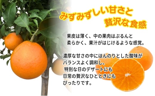 愛果28号 訳あり サイズ不揃い 2キロ 家庭用 12月中旬頃～発送 砥部町 旬 農園 直送 みかん 旬 数量限定 先行 受付 柑橘 愛媛 2kg 箱[№5310-0252]