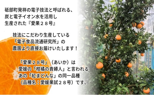 愛果28号 訳あり サイズ不揃い 2キロ 家庭用 12月中旬頃～発送 砥部町 旬 農園 直送 みかん 旬 数量限定 先行 受付 柑橘 愛媛 2kg 箱[№5310-0252]