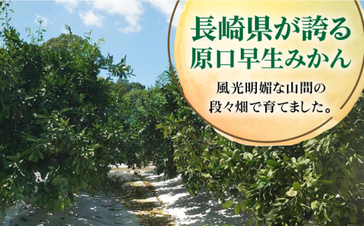 温州みかん「原口早生」M～Lサイズ 5kg 長崎県/大将農園 [42AOAA014] みかん 柑橘 オレンジ 果物 フルーツ ミカン 旬 くだもの 