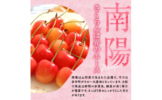 2025年発送【先行予約】令和7年産 南陽【2Lサイズ】500g×2【ニトリ観光果樹園】余市 北海道 フルーツ王国 さくらんぼ サクランボ 桜桃 南陽 余市産さくらんぼ 人気さくらんぼ ニトリ