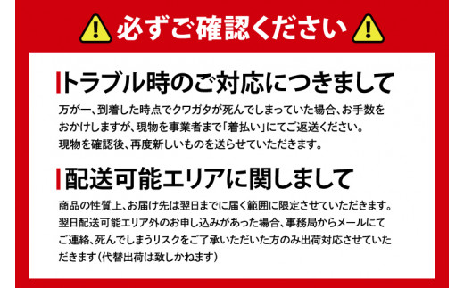 【YG血統】【数量限定】ペアオオクワガタ♂♀（オス70ミリup×メスフリー）ペア飼育セット【クワガタ クワガタムシ カブトムシ 昆虫 虫 国産 飼育 セット 夏休み 自由研究 鹿嶋市 茨城県】（KBY-4）