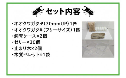 【YG血統】【数量限定】ペアオオクワガタ♂♀（オス70ミリup×メスフリー）ペア飼育セット【クワガタ クワガタムシ カブトムシ 昆虫 虫 国産 飼育 セット 夏休み 自由研究 鹿嶋市 茨城県】（KBY-4）