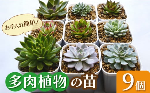 多肉植物9個。観葉植物 インテリア 鉢植え