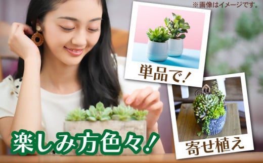 多肉植物9個。観葉植物 インテリア 鉢植え