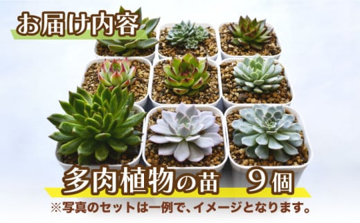 多肉植物9個。観葉植物 インテリア 鉢植え