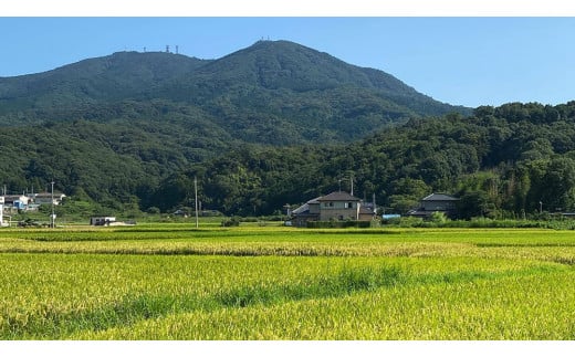 【 令和6年産 新米 】 茨城県産 コシヒカリ 「 羽鳥米 」 3kg 米 お米 コメ 白米 ごはん 精米 国産 茨城県 桜川市 限定 期間限定 数量限定 幻の米 [AX010sa]