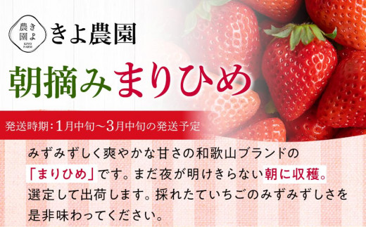 特大まりひめイチゴ 朝摘 6個～11個入×4パック【2025年1月中旬頃より発送】【先行予約】【KT4】