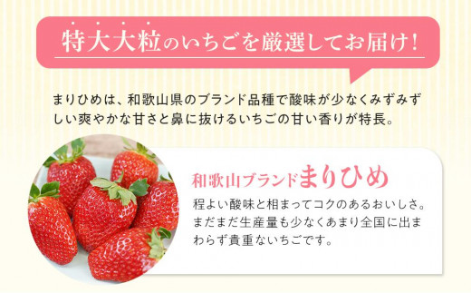 特大まりひめイチゴ 朝摘 6個～11個入×4パック【2025年1月中旬頃より発送】【先行予約】【KT4】