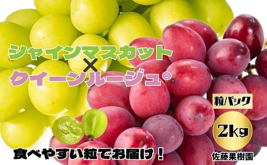 [No.5657-4027]シャインマスカットとクイーンルージュ® 粒 約2kg (約500g×4パック) 《佐藤果樹園》■2025年発送■※9月中旬頃～10月下旬頃まで順次発送予定