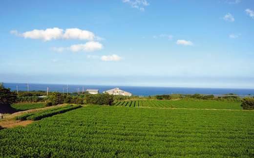 夏が収穫最盛期の種子島のらっかしょう！青い空と海に囲まれ、こんな風景のところで、栽培されています！