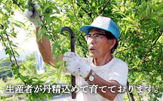 さくらんぼ 「紅てまり Lサイズ」 バラ (約500g) ※3～4人分 【川守田観光さくらんぼ園】 フルーツ王国 南部町 サクランボ チェリー 桜桃 果物 くだもの フルーツ 夏果実 高級 贈答 ギフト 産地直送 青森県産 デザート 旬 F21U-167