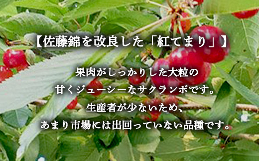 さくらんぼ 「紅てまり Lサイズ」 バラ (約500g) ※3～4人分 【川守田観光さくらんぼ園】 フルーツ王国 南部町 サクランボ チェリー 桜桃 果物 くだもの フルーツ 夏果実 高級 贈答 ギフト 産地直送 青森県産 デザート 旬 F21U-167