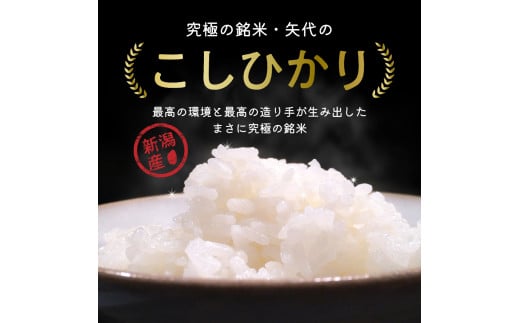 【2025年1月上旬発送】【定期便】令和6年産 新潟県矢代産コシヒカリ10kg(5kg×2袋)×2回（計20kg）