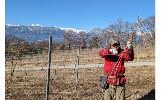 白 ワイン フェリーチェ ビアンコ 750ml 4本 [Poggio Verde（ポッジョ ヴェルデ） 長野県 池田町 48110682] 白ワイン わいん 国産ぶどう使用 お酒 酒 アルコール