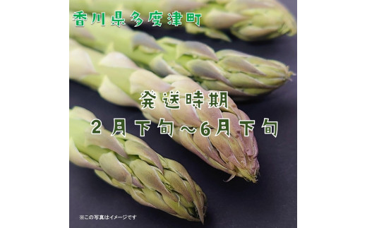 さぬきのめざめ（春芽）【令和7年3月中旬頃から発送！予約受付中！】【A-35】