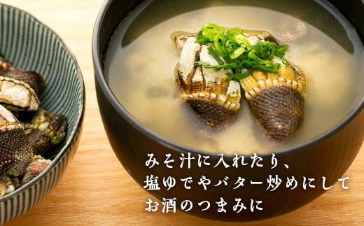 【数量限定】屋久島産「亀の手」500g【海水で冷凍】