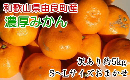 【訳あり・ご家庭用】和歌山由良町産のみかん約5kg　※2024年11月下旬～2024年12月下旬頃に発送予定（お届け日指定不可）【tec945】