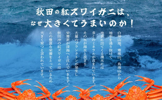 《3月初旬より順次配送》日本海沖産 紅ズワイガニ600g前後×2匹 約1.2kg/冷凍　 冷凍 ズワイガニ 2匹 約 1.2kg 紅ズワイガニ ベニズワイガニ ずわい ズワイ蟹 ずわいがに ずわい蟹 姿 ボイル 訳あり 蟹 カニ かに 国産 蟹 不揃い 傷 緊急 カニみそ入り 潟上市 【安田水産】