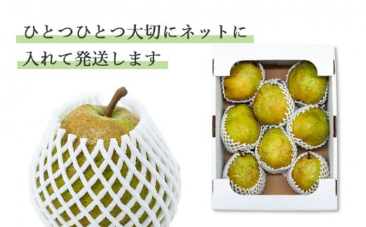 【令和6年産】ラ・フランス 5Lサイズ以上 約4kg　山形県鶴岡市産 （2024年11月中旬頃～発送） 長南農園