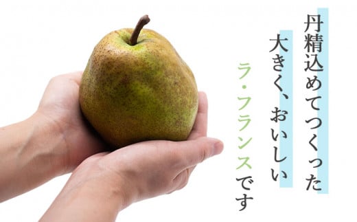 【令和6年産】ラ・フランス 5Lサイズ以上 約4kg　山形県鶴岡市産 （2024年11月中旬頃～発送） 長南農園