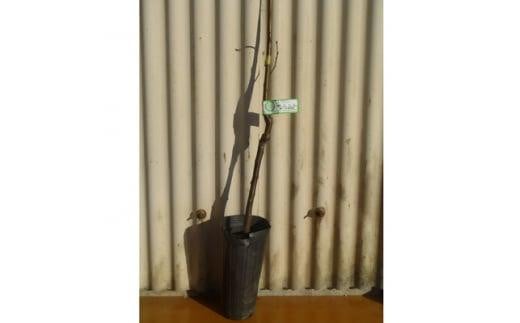 レンジでチンして渋皮までポロッと綺麗に取れる栗　ぽろたんの苗　(庭木・果樹)