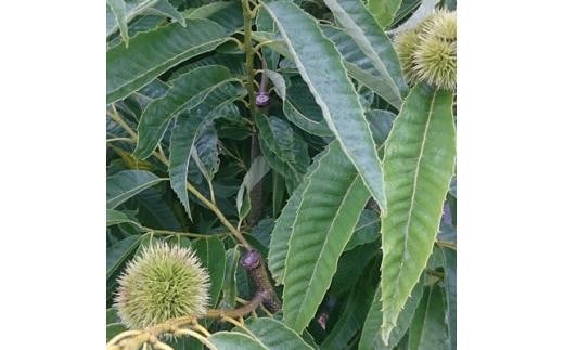 レンジでチンして渋皮までポロッと綺麗に取れる栗　ぽろたんの苗　(庭木・果樹)